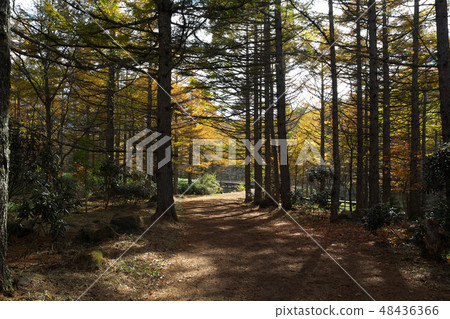 Autumn Misen Water Nature Park 48436366