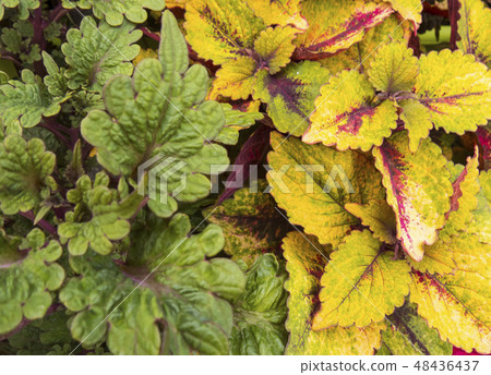 Coleus leaves 48436437