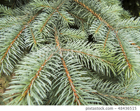 Coniferous forest. Coniferous forest. 48436515