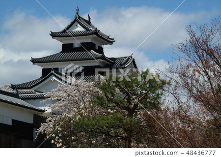 日本的100座著名城堡，春天的白川小峰城堡，三座砲塔 48436777