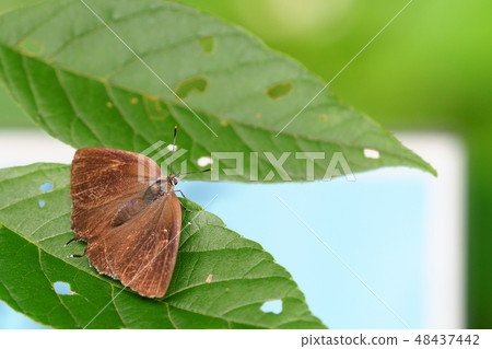 Midorishigimi (female · O type) Midorishigimi (female · O type) 48437442