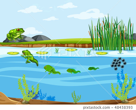 A frog life cycle A frog life cycle 48438393