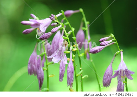 黃鰭金槍魚山野草淺紫色的花朵 黃鰭金槍魚山野草淺紫色的花朵 48438485