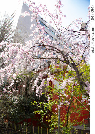 Hanazono shrine Cherry blossoms scenery Hanazono shrine Cherry blossoms scenery 48438942