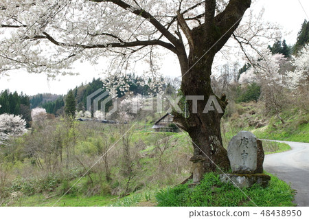 Beautiful Sakura no Hana 201903: Colored Flower and Plant Colored Paper Part No. 201903 48438950