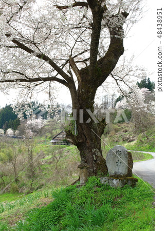 Beautiful Sakura no Hana 201903: Colored Flower and Plant Colored Paper Part No. 201903 48438951
