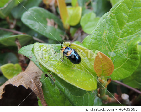 Okinawasetchiji甲蟲 48439663