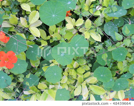 戰鬥蜘蛛 48439664