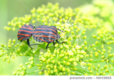 紅色茴香(交配)和茴香花 紅色茴香(交配)和茴香花 48439669