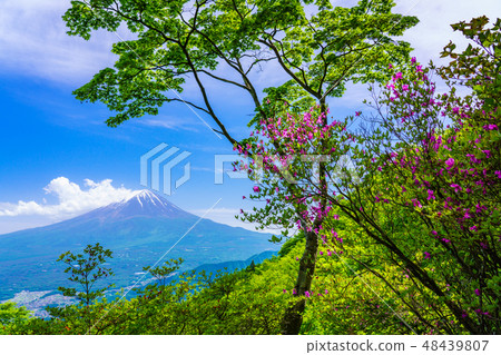 （山梨縣）從杜鵑花盛開的新路，加冕雪的富士山 48439807