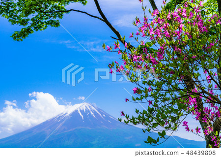 （山梨縣）從杜鵑花盛開的新路，加冕雪的富士山 48439808