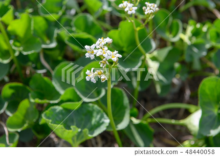 Nephrophyllidium 48440058