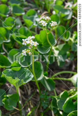 Nephrophyllidium 48440059