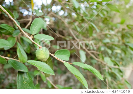 fruit of aiyu jelly tree 48441049