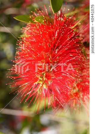 Brush cockroach 48441076