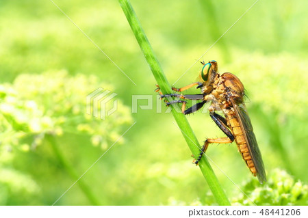 Flowers of Aoméab and Fennel Flowers of Aoméab and Fennel 48441206