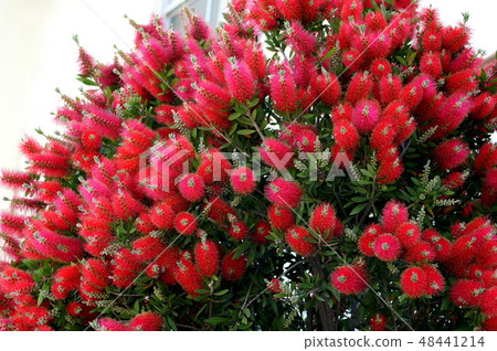 Oki's brushonkei 48441214