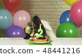 Fancy Dog Papillon eating birthday cake with candle 48441216