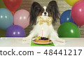 Fancy Dog Papillon eating birthday cake with candle 48441217