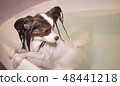 Wet Papillon dog stands in the bathroom 48441218