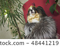 Papillon dog in beautiful suit in a fur coat and a concert hat with a butterfly is removed in the 48441219
