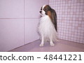 Papillon dog is blow dry after bathing in bathroom 48441221