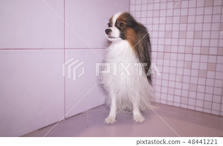 Papillon dog is blow dry after bathing in bathroom 48441221