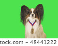 Beautiful dog Papillon with medal for first place on the neck on green background 48441222