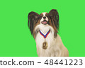 Beautiful dog Papillon with medal for first place on the neck on green background 48441223