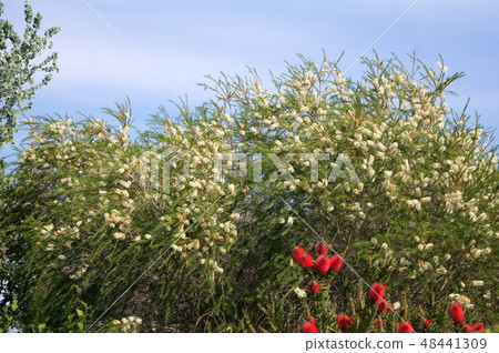Brassica black (red and white) 48441309