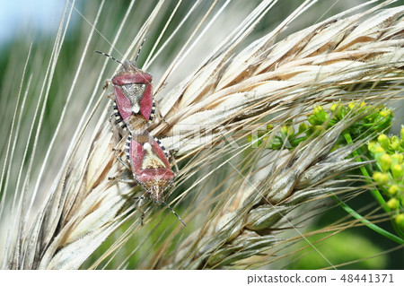 Bite bear bug (mating) 48441371