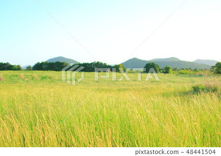 濟州田園風光，播種，田野， 48441504