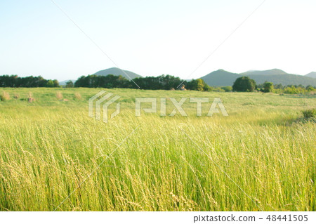 濟州田園風光，播種，田野， 48441505