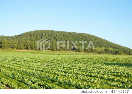 Jeju rural scenery, sowing, field, 48441507