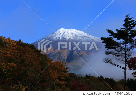 世界遺產富士山秋天秋葉靜岡 世界遺產富士山秋天秋葉靜岡 48441593