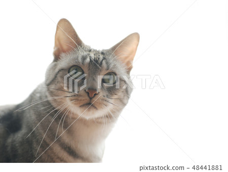 American short hair cat pet animal white back creatures Nyanko cat Ne cat 48441881