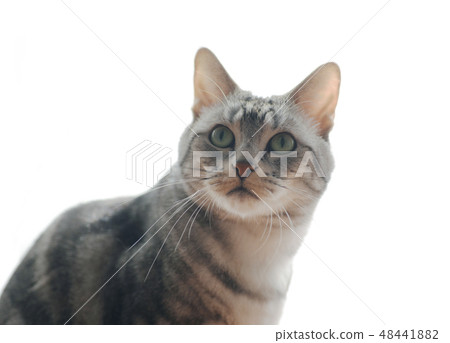 美國短髮貓寵物動物白背生物Nyanko貓Ne貓 美國短髮貓寵物動物白背生物Nyanko貓Ne貓 48441882