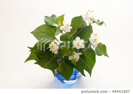 Unusual Yaeda Dokudami Vase Penetration Unusual Yaeda Dokudami Vase Penetration 48441897