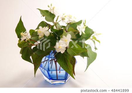 Unusual Yaeda Dokudami Vase Penetration Unusual Yaeda Dokudami Vase Penetration 48441899