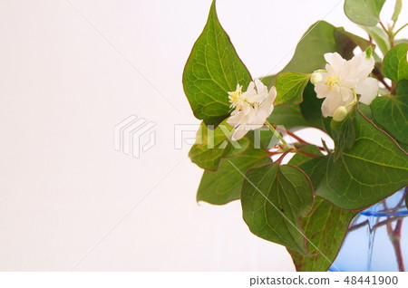 Unusual Yaeda Dokudami Vase Penetration Unusual Yaeda Dokudami Vase Penetration 48441900