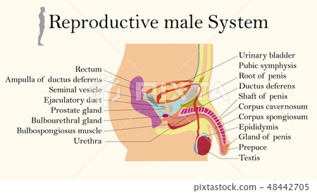 Chart of Biology for Male Reproductive System Chart of Biology for Male Reproductive System 48442705