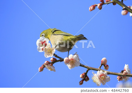 Pink plum blossom and white-eye Pink plum blossom and white-eye 48442760