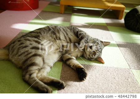 貓躺在地板上 貓躺在地板上 48442798
