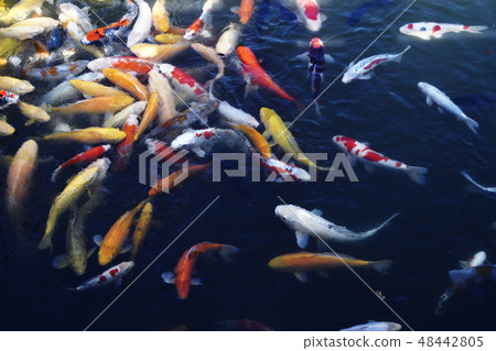 Nishikigoi著色魚魚日本鯉魚nishikigoi錦鯉廣島湖五顏六色的魚 48442805