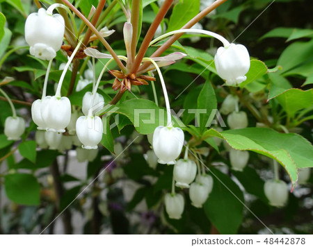 一朵小白花鐘形的漁夥伴的特寫鏡頭是逗人喜愛的 48442878