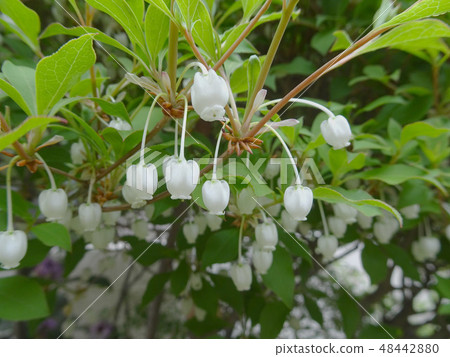 一朵小白花鐘形的漁夥伴的特寫鏡頭是逗人喜愛的 一朵小白花鐘形的漁夥伴的特寫鏡頭是逗人喜愛的 48442880