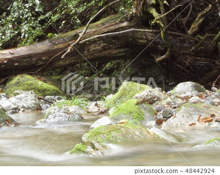 Visiting the clear stream 48442924