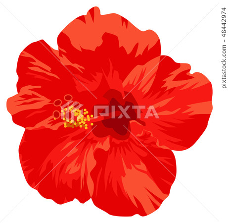 Red hibiscus landscape Red hibiscus landscape 48442974