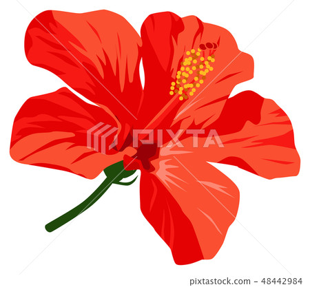 Red hibiscus landscape Red hibiscus landscape 48442984