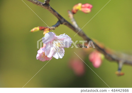 Close-up of Kawazu cherry tree Close-up of Kawazu cherry tree 48442986